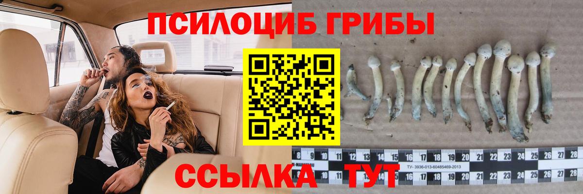 Псилоцибиновые грибы Psilocybe Северобайкальск